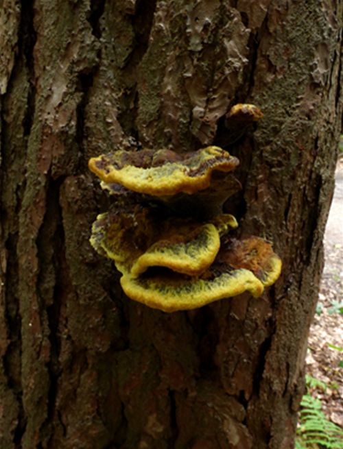 Developing brackets on Scot’s pine in Thorndon Country Park, Essex